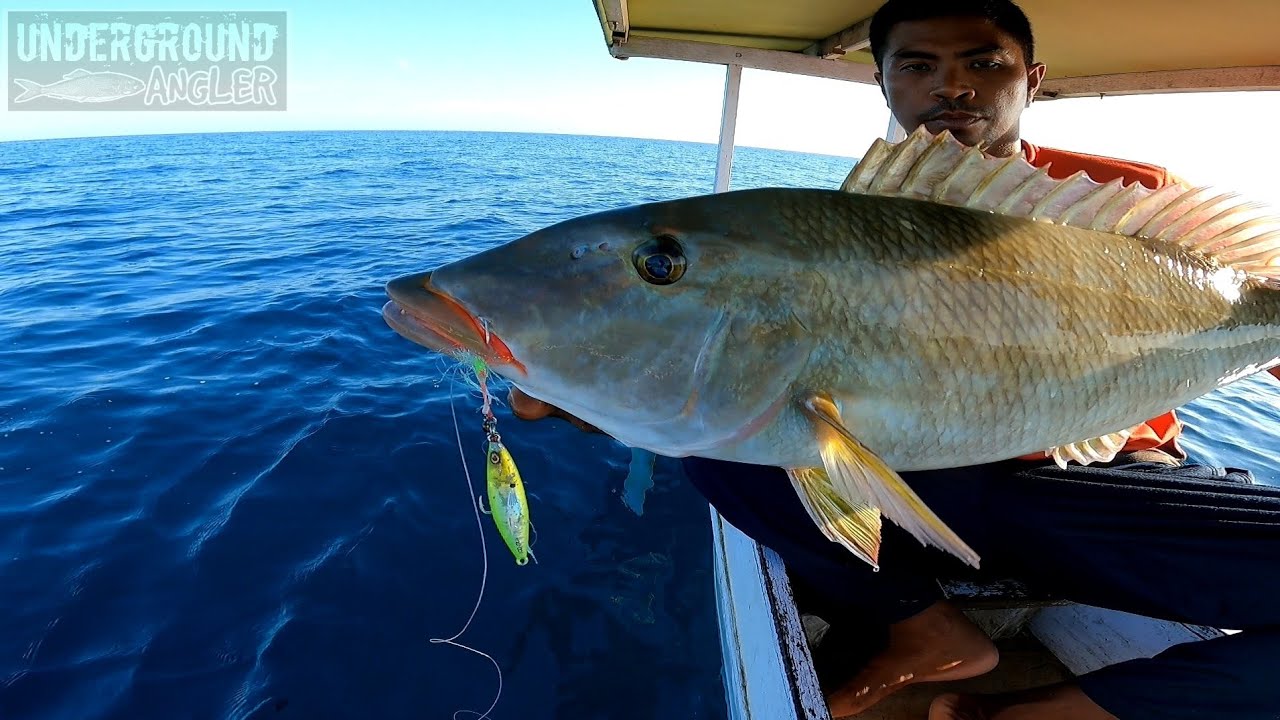MANCING JIGGING IKAN BESAR KEDALAMAN 70 METER.