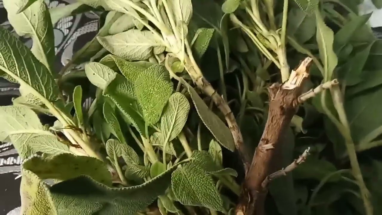 معلومات عن نبتةالسلمية وفوائدها 