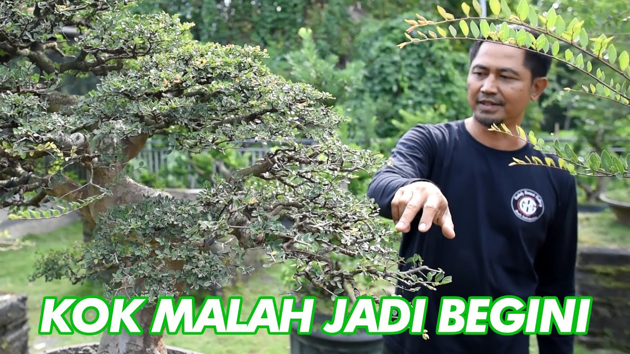 Ulmus pasca pangkas akar jadi begini!!!