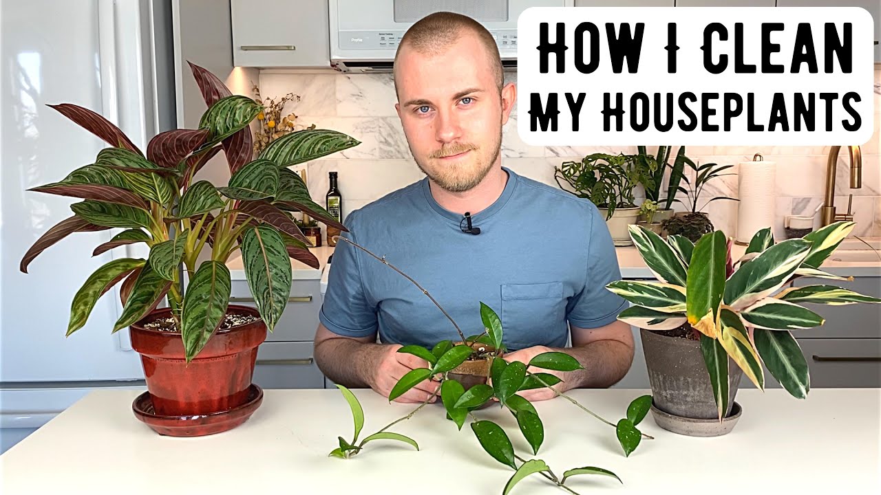 How I Clean My Houseplants & Deal With Plant Pests