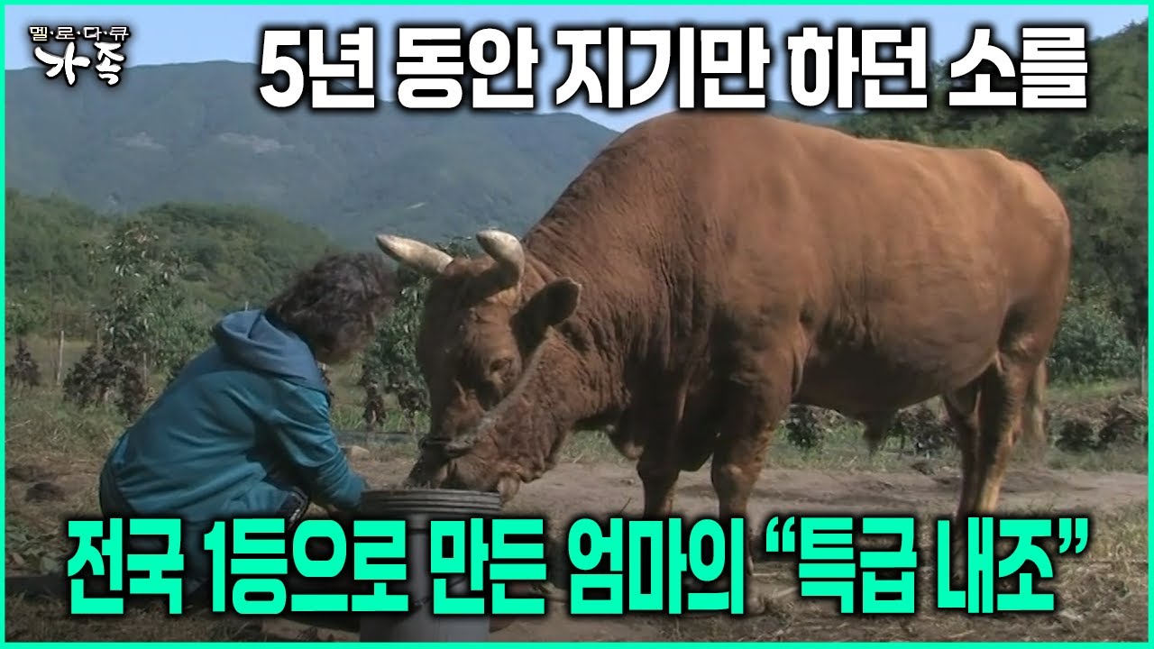 [다큐 ‘가족’ 40회-2] 5년 동안 지기만 하던 소를 전국 1등으로 만든 엄마의 '특급 내조'