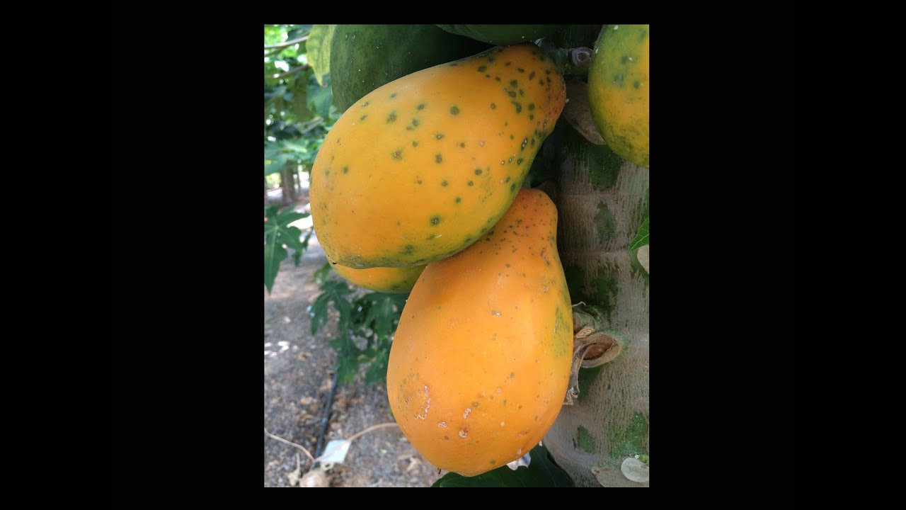 Cultivo de Papaya en invernaderos. Estación Experimental Las Palmerillas. El Ejido (Almería).