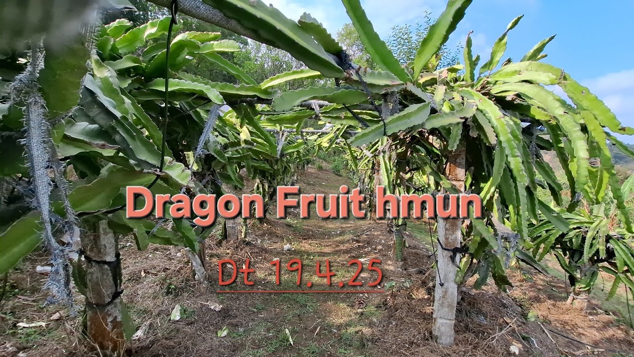 Dragon Fruit / Pitaya hmun fanna