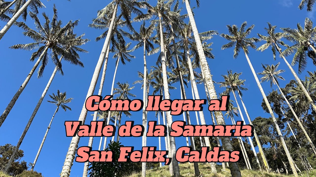 C&oacute;mo llegar al Valle de la Samaria - San Felix, Caldas | Bosque natural de palma de cera | Colombia