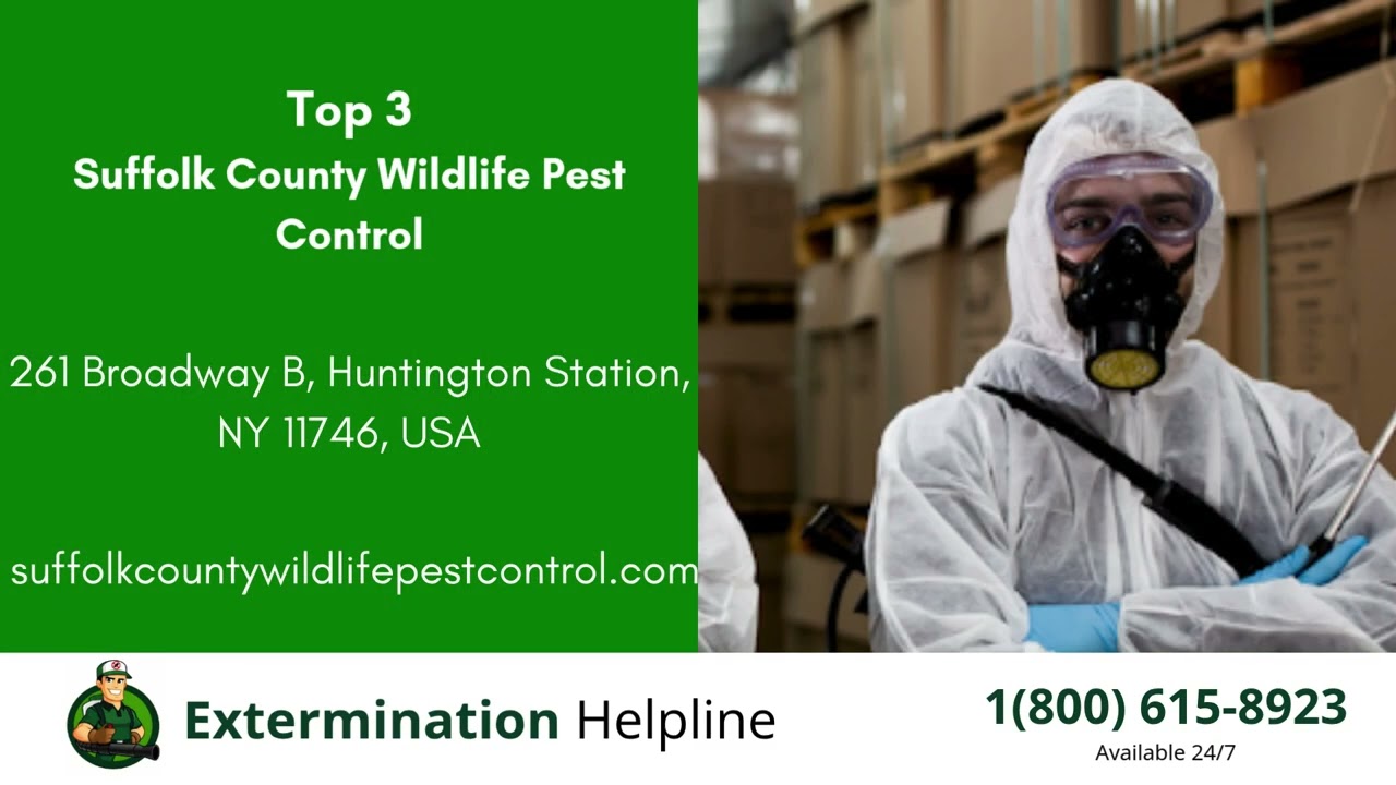Top 3 Exterminators in Suffolk
