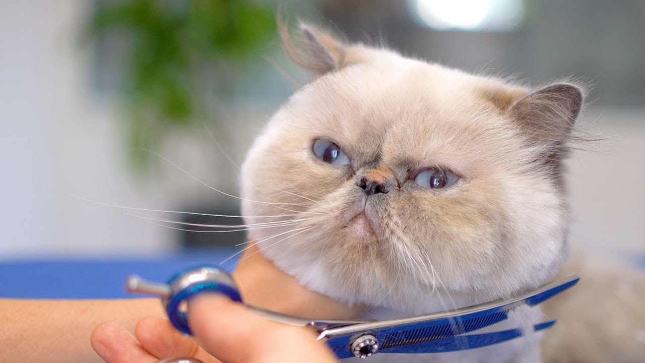 Вы устали? Я тебя крепко обниму!😻🛁✂️❤️