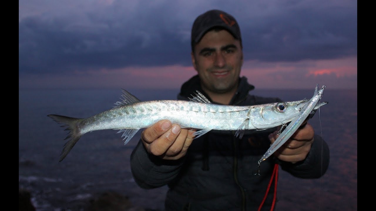 Savage Gear Sandeel Jerk Minnow 145 ile Baraküda Avı