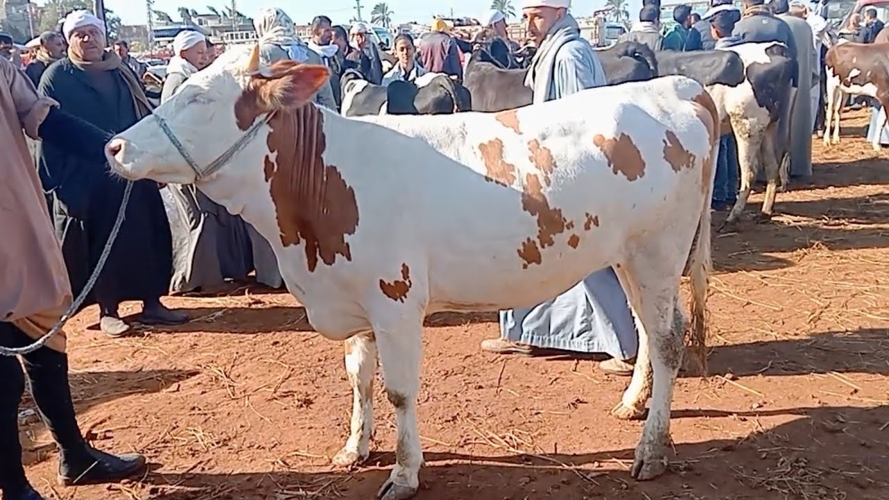 اسعار العجميات البقري اللحم والعزب اللحم في سوق ابو هواش تبع المحموديه بحيره