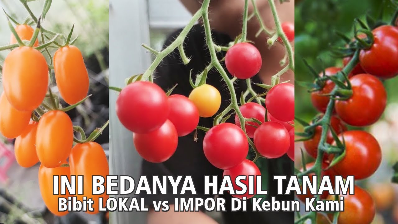 BEDA Hasil Buah Bibit MAHAL vs MURAH | Menanam Tomat Cherry Di Kebun Kami