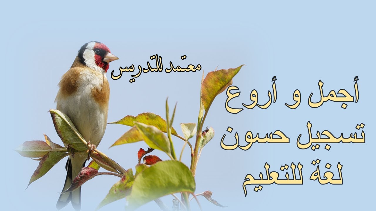 أجمل و أروع تسجيل لغة حسون معتمدة للتدريس