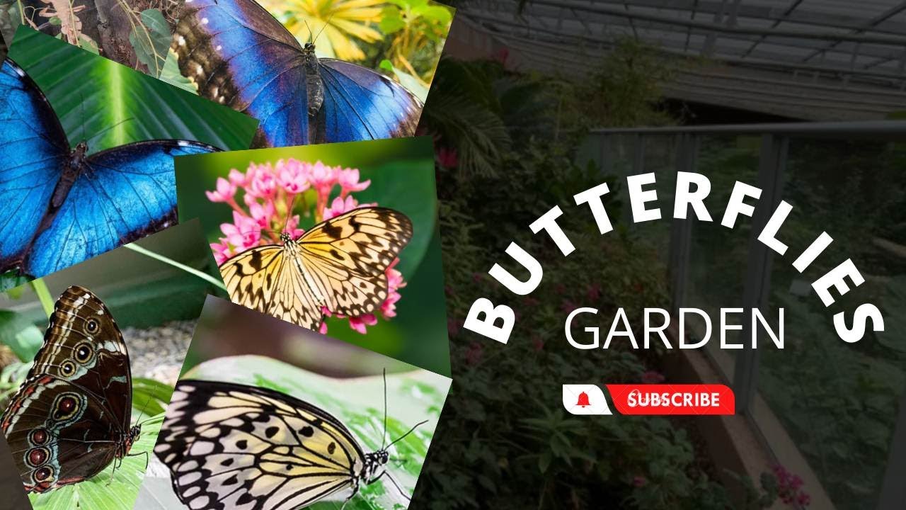 Butterfly House of Israel Aquarium
