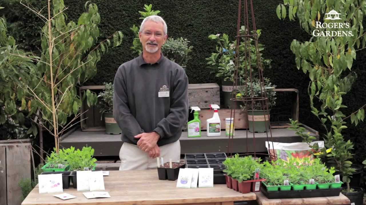 How to Grow Sweet Peas with Steve Hampson