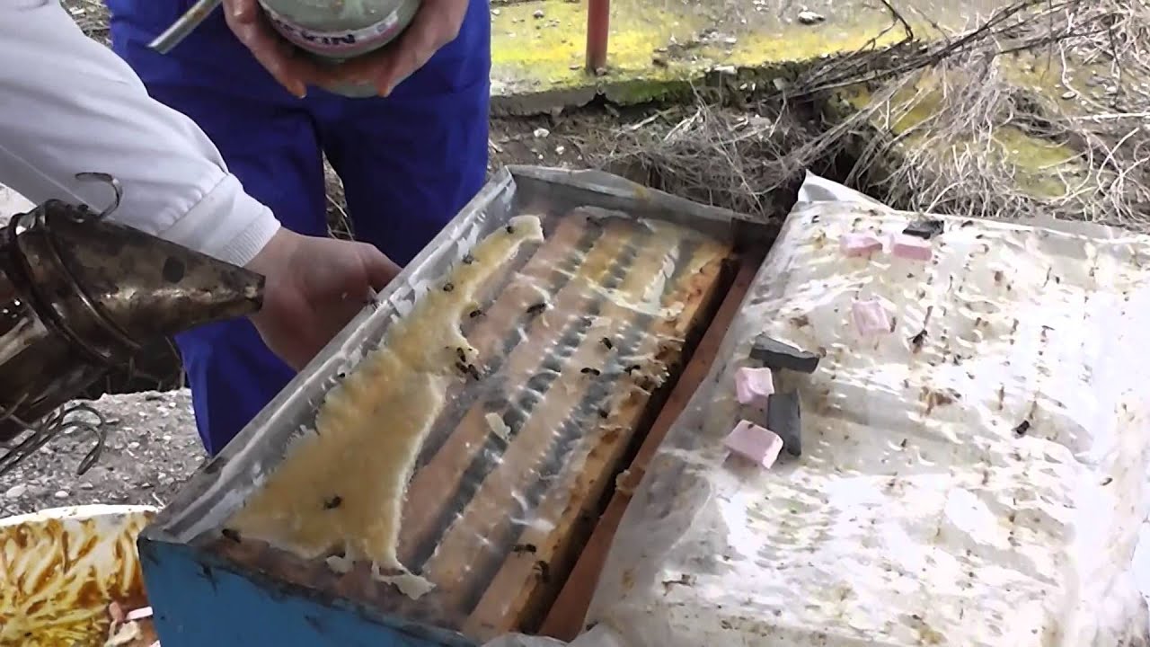 Iernarea familiilor de albine in folie dubla - Hranirea stimulativa cu miere cristalizata si polen