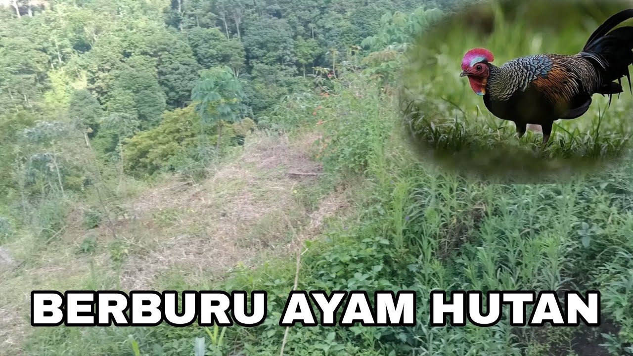 ayam hutan kebun jagung sangat JINAK