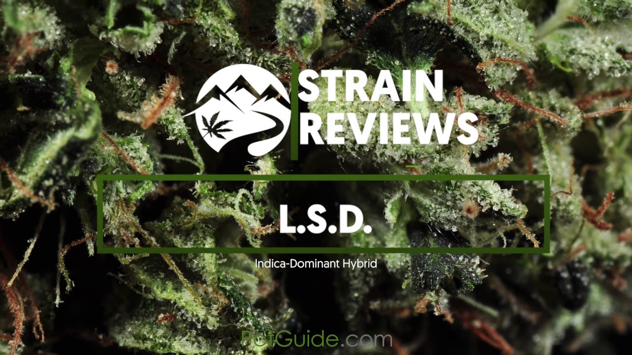 Strain Profile: L.S.D.