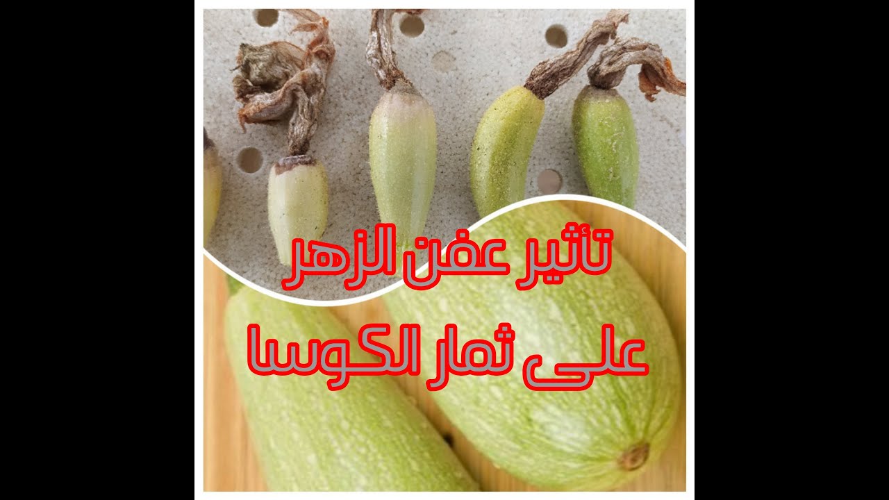 أخطر أمراض نبات الكوسا#أمراض ثمار الكوسا