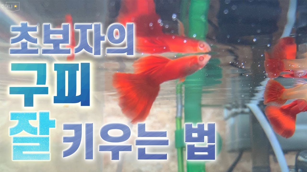 구피 키우기! 어항세팅, 여과기, 환수 등 어떻게 준비할까요?