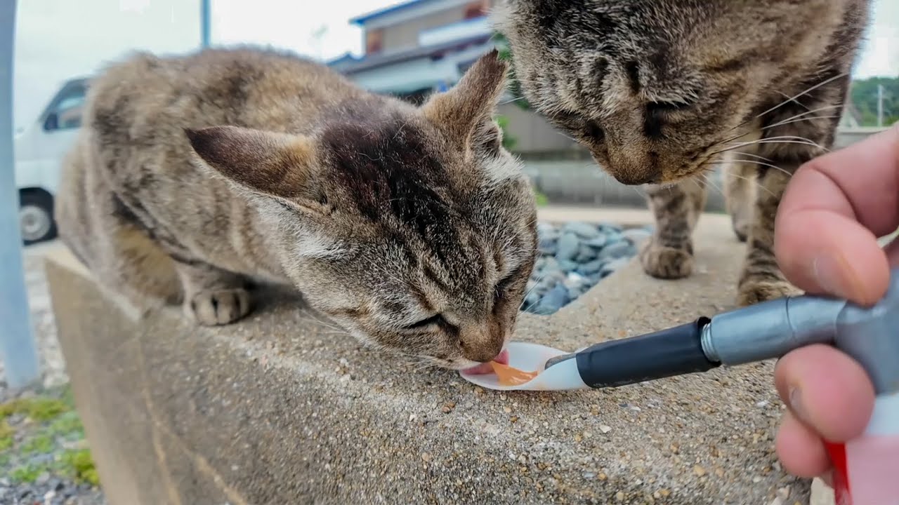 【天国】猫島で出会った猫たちにもちゅ〜るあげてみた結果…
