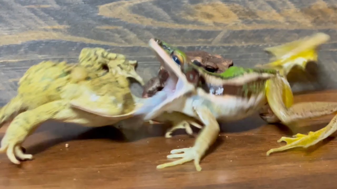 Asian green frog （Naseem) acrobatic attack [Azuma toad, Southern toad]