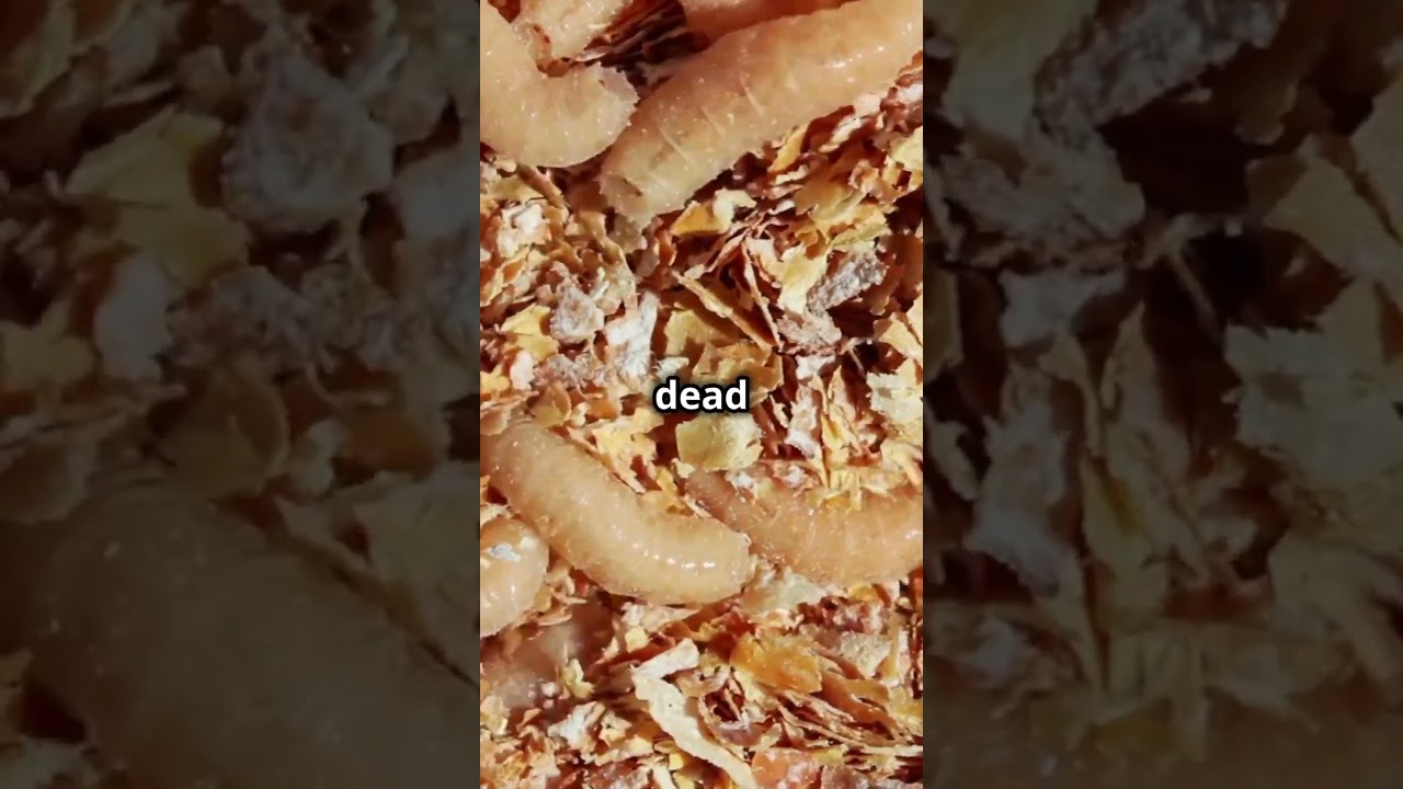 Откуда берутся личинки мух? 🐛