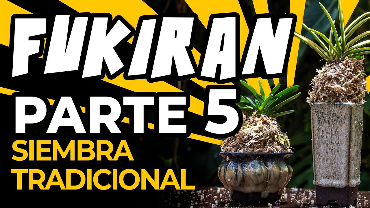 Neofinetia falcata, Fukiran Parte 5 - Siembra Tradicional | Finca Dracula, Panamá