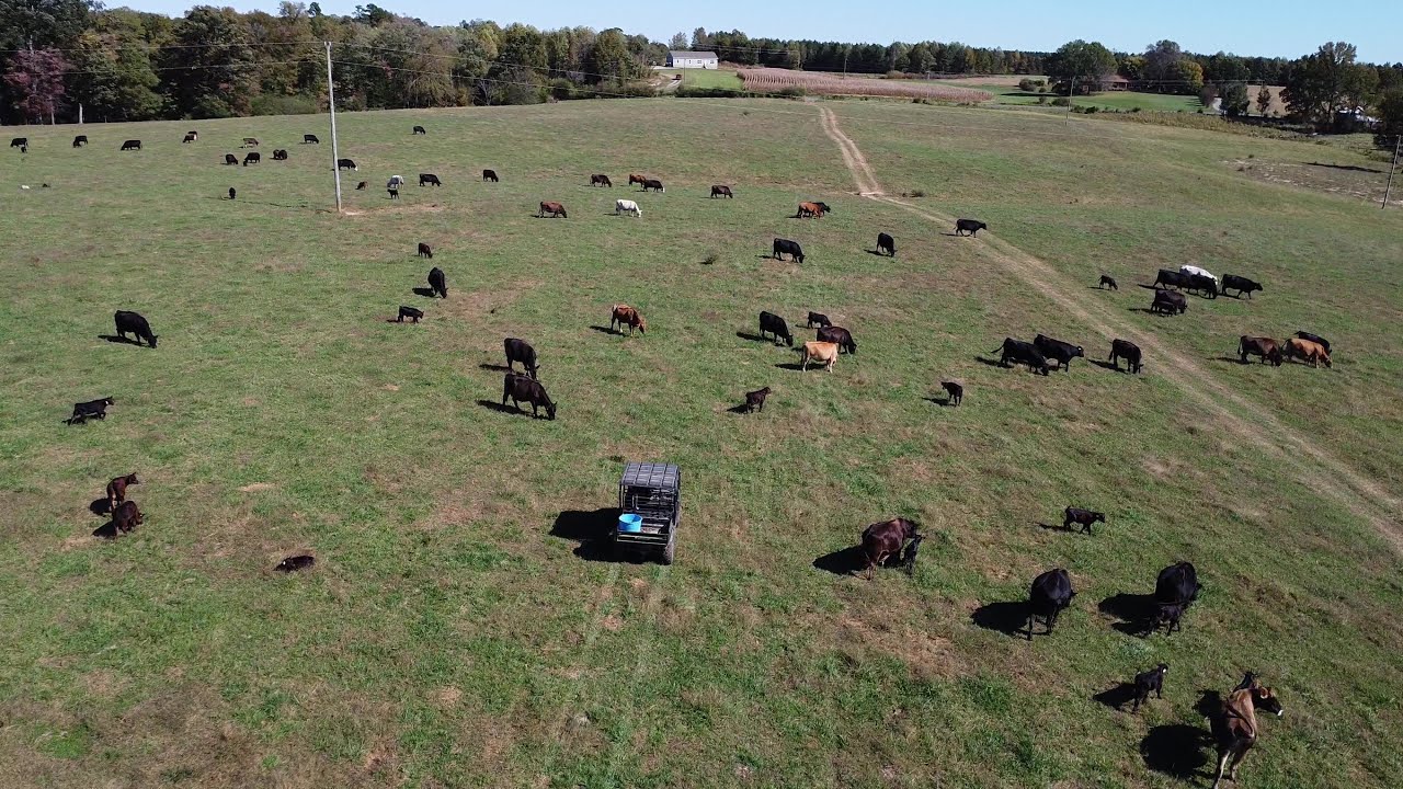 Wrapping up fall calving season and moving the cows