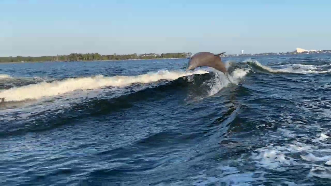 Pod of Dolphins Swimming and Jumping Beside a Boat