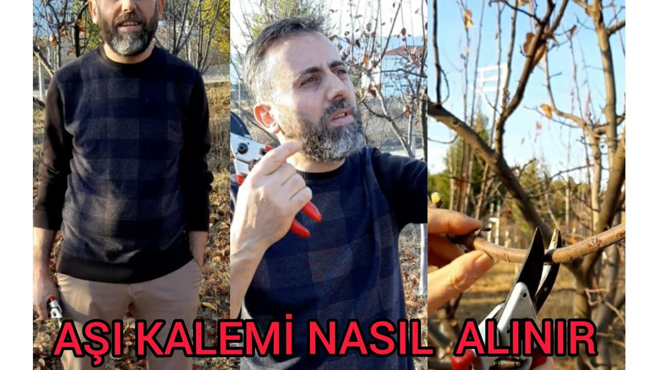Aşı kalemi nasıl alınır?
