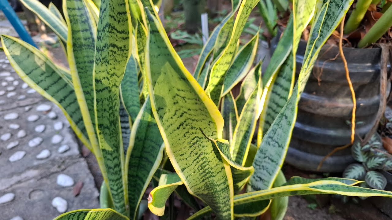 Tanaman Hias Lidah Mertua atau Sansevieria