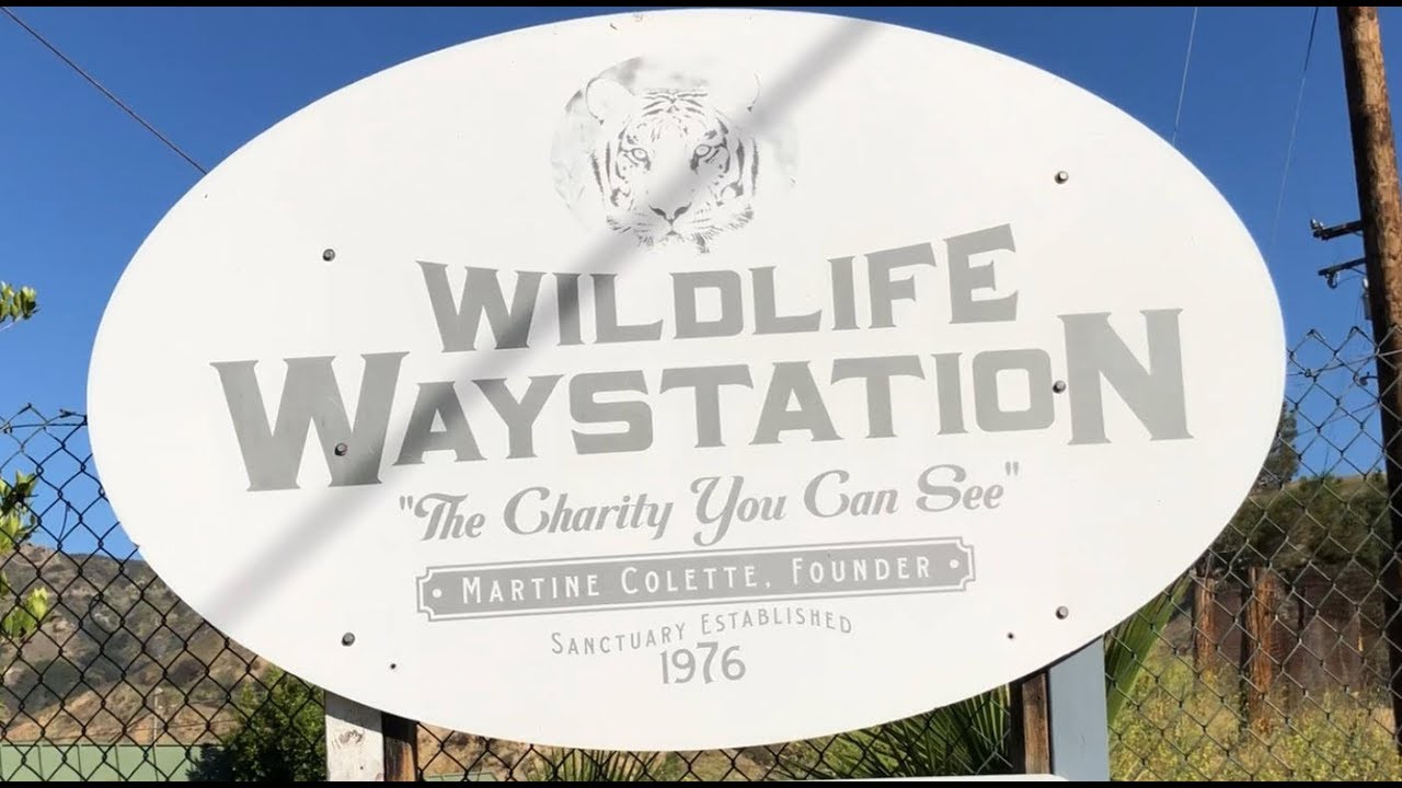 WILDLIFE WAYSTATION in Los Angeles ALLIGATOR pond gets an upgrade