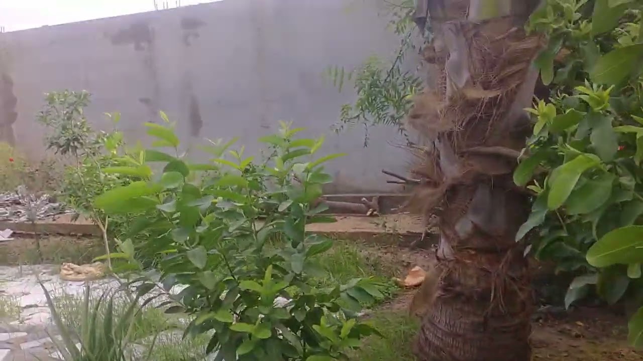 my new fishing vlog garden 🏡🤗🐠🐠🐠🙏