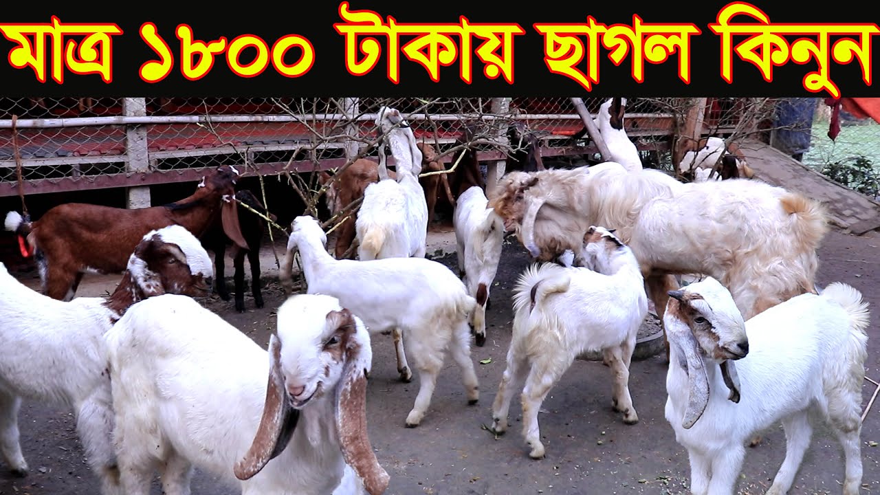 মাত্র ১৮০০ টাকায় ছাগল কিনুন সরকারী খামার থেকে। নতুরা যেকারনে ছাগলের খামার করে লস খাচ্ছে goat farming