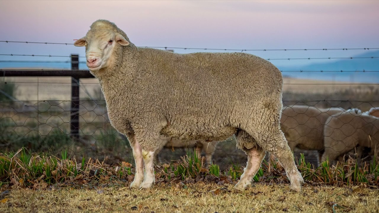 FEM Dohne Merino Super Sire Sale 2023