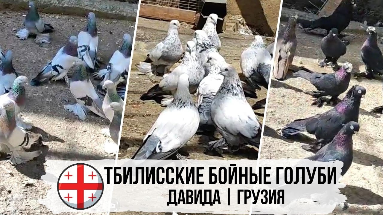 Тбилисские бойные голуби Давида из г. Тбилиси, Грузия | თბილისის მტრედები | Pigeons of Georgia