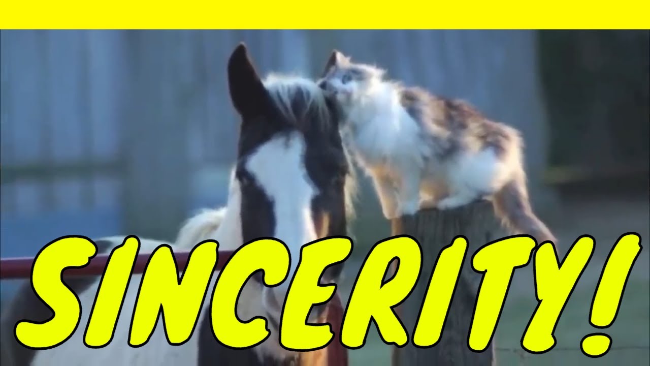SINCERITY 💛 | Catchy Character Education Song for Kids by Glenn Colton 🌟
