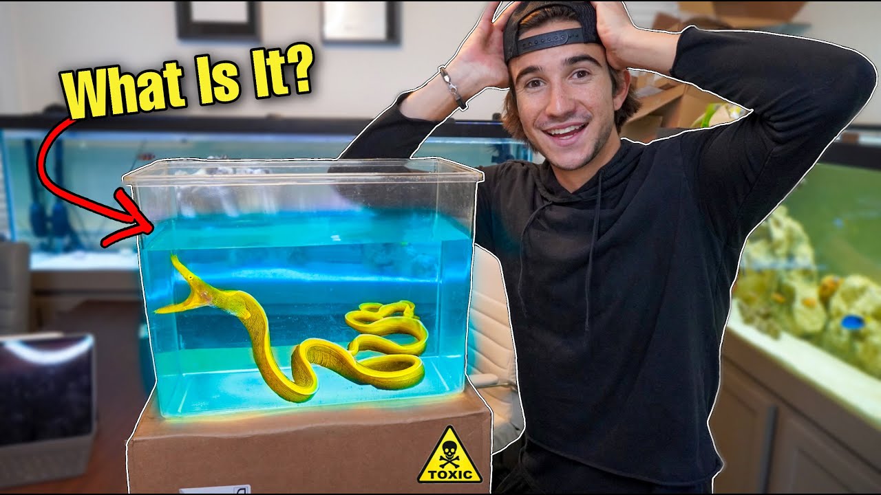 THIS MYSTERY FISH BOX WAS A HUGE SURPRISE... *must see*