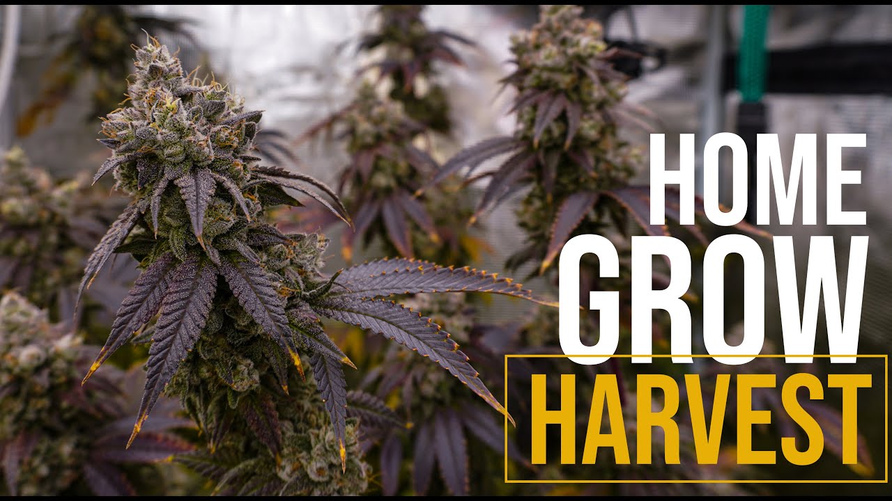 OMFG Harvest Day - How to Grow Weed at Home