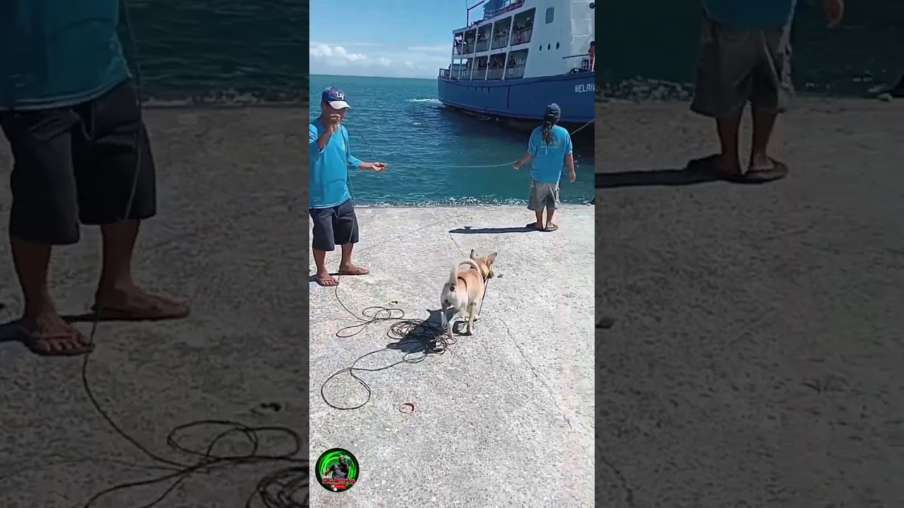 trending na aso na si kilay 🥰