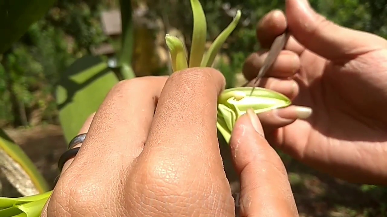 Vanilla Pollination Process