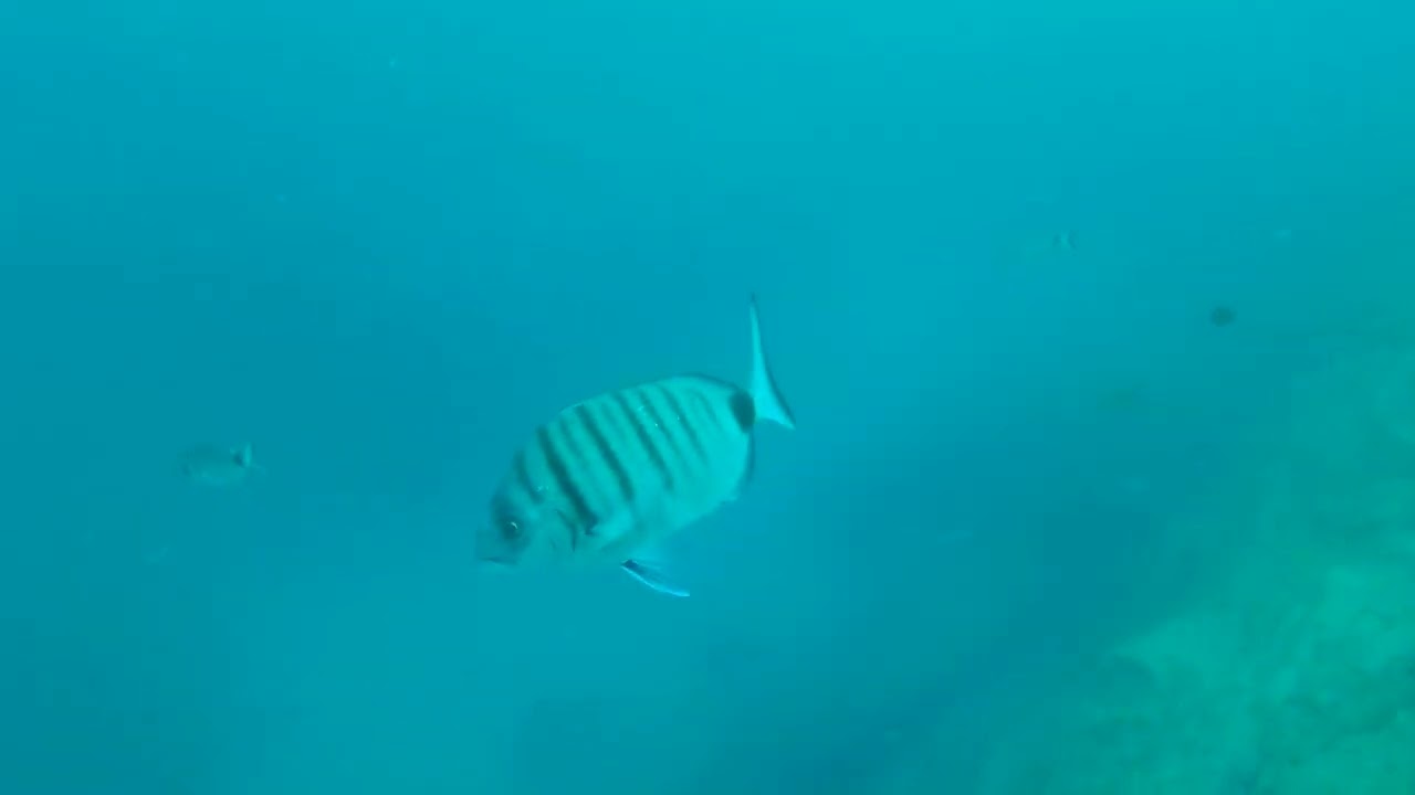 Fuerteventura Diving in Tesoro Negro - Las Salinas (Caleta de Fuste)