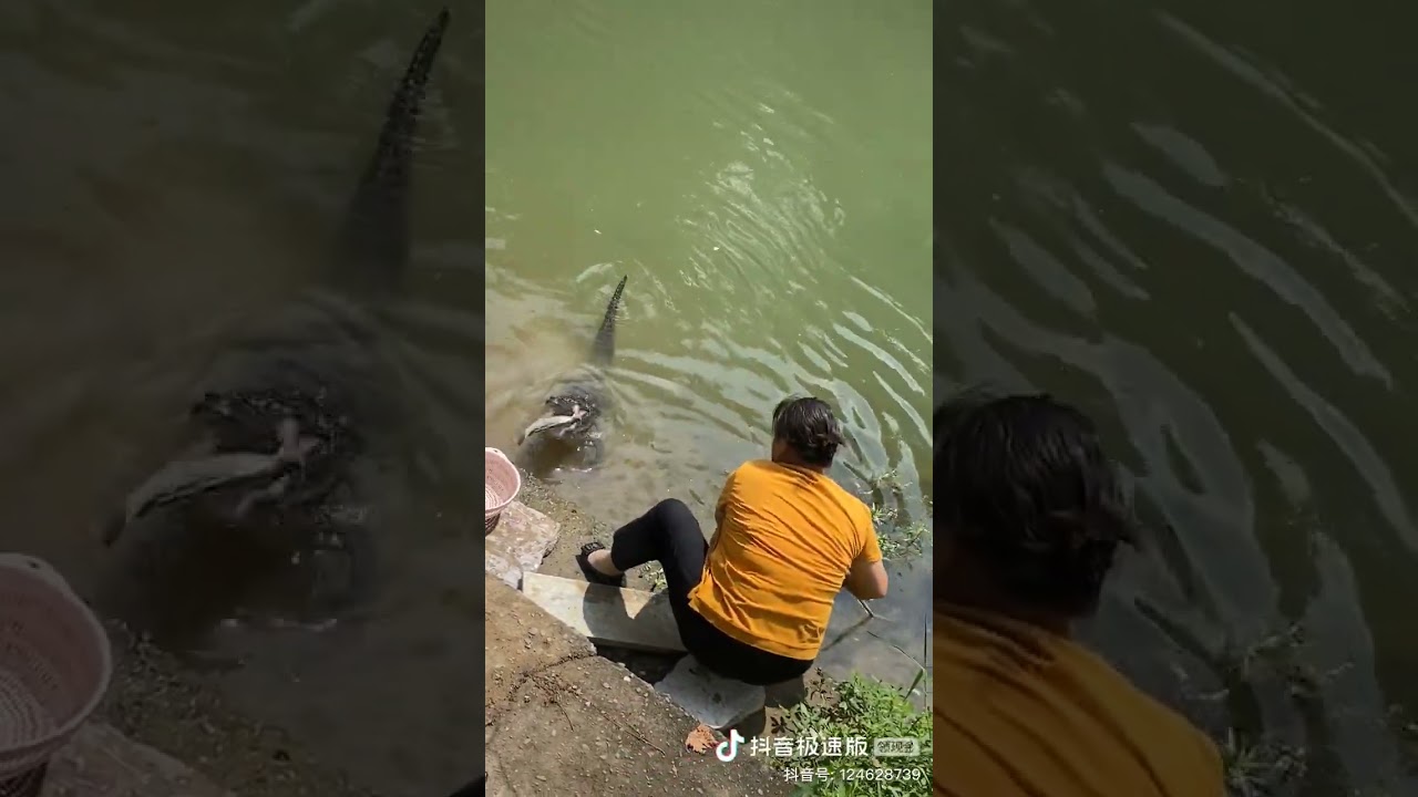 扬子鳄，中国南方大妈的专宠！😁世界上最小的鳄鱼，从未有过攻击人类的记录。 #travel #旅行