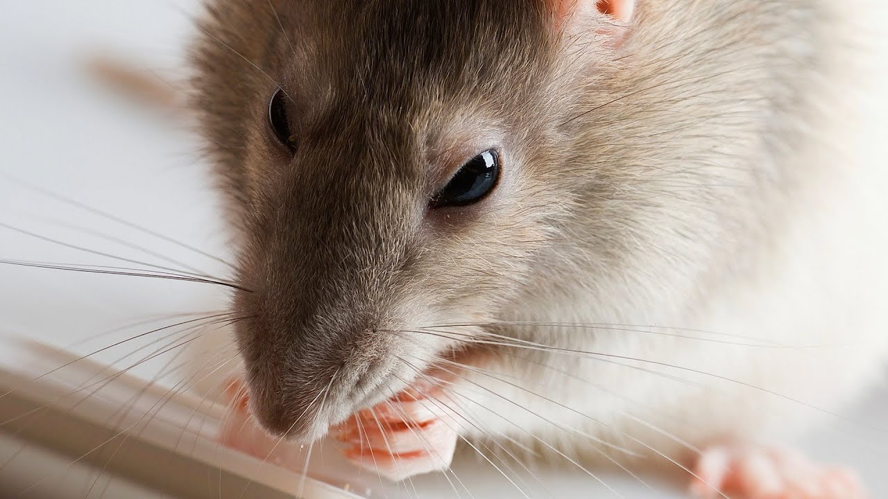 How to Groom a Rat | Pet Rats