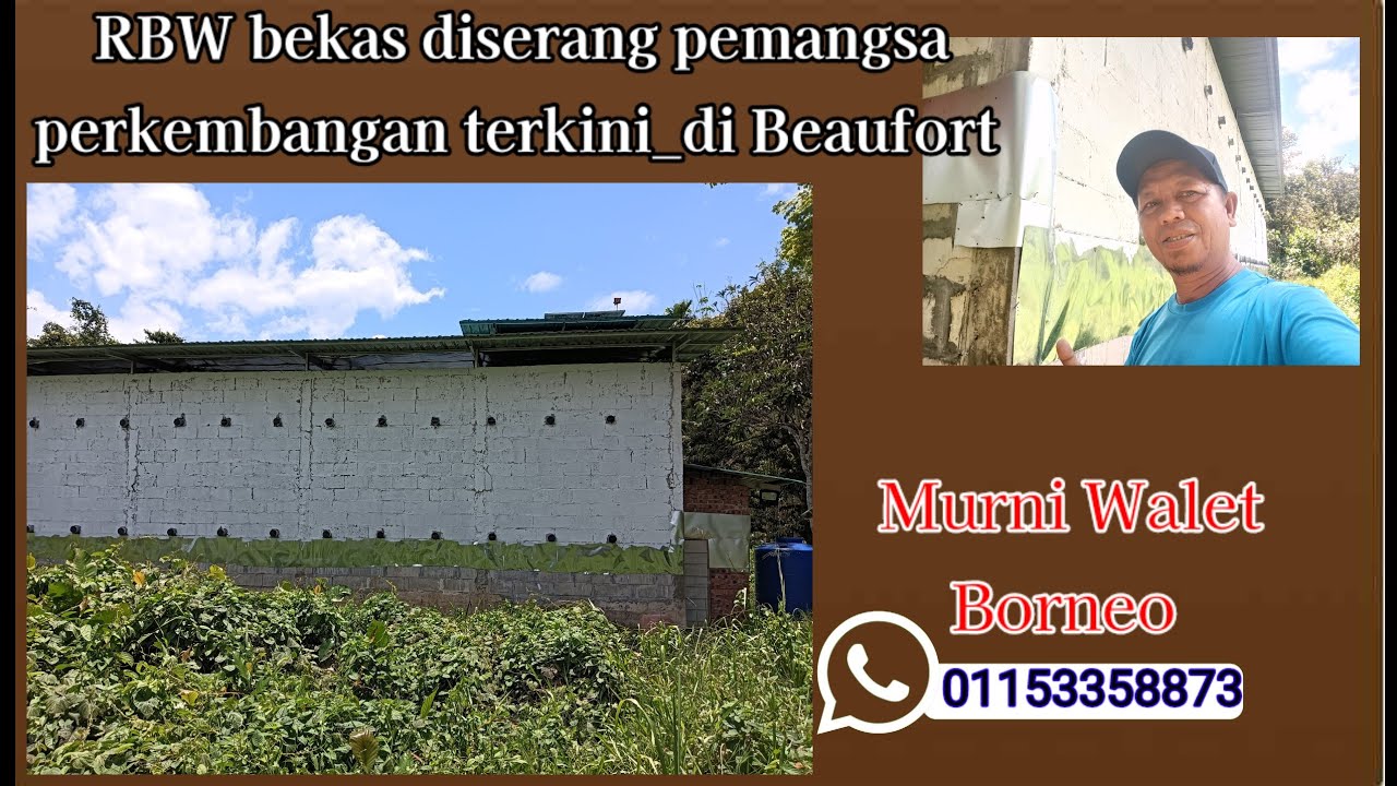 RBW bekas diserang pemangsa begini perkembangannya, terkini di BEAUFORT SABAH