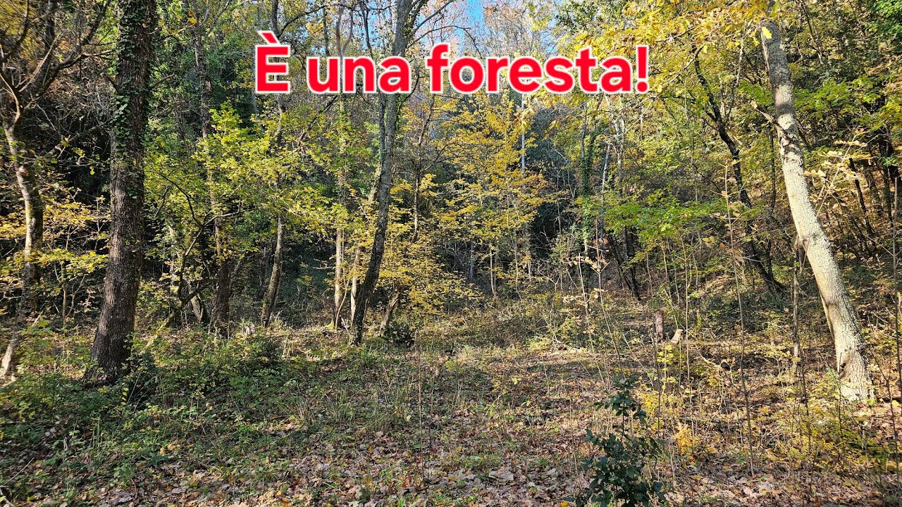 Recuperiamo un bosco in 2 giorni - com'è andata a finire