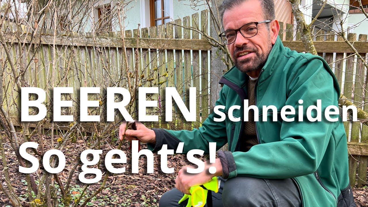 Schnitt von Beerensträuchern - so geht's