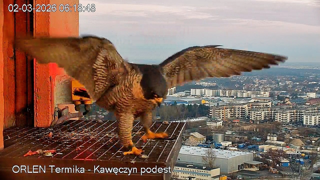 Kawęczyn Prezent od Apasza 2 03 2026 sokoły wędrowne