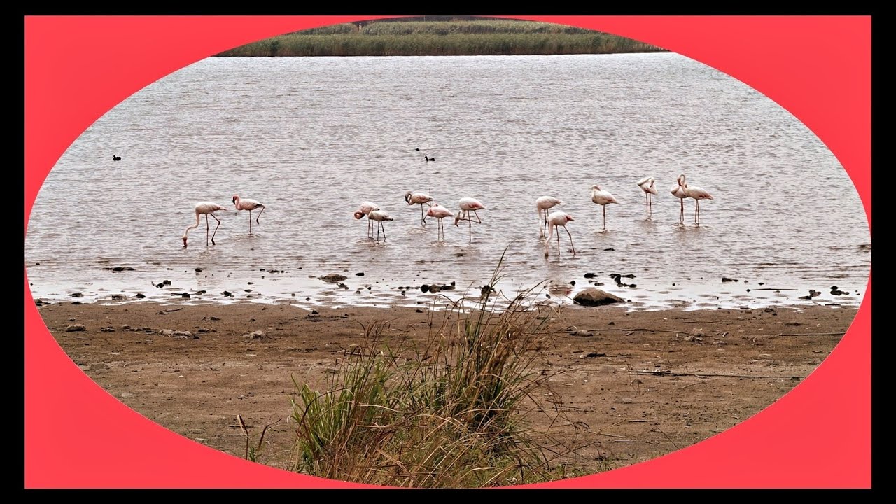 A daily walk round the Korsman Bird Sanctuary