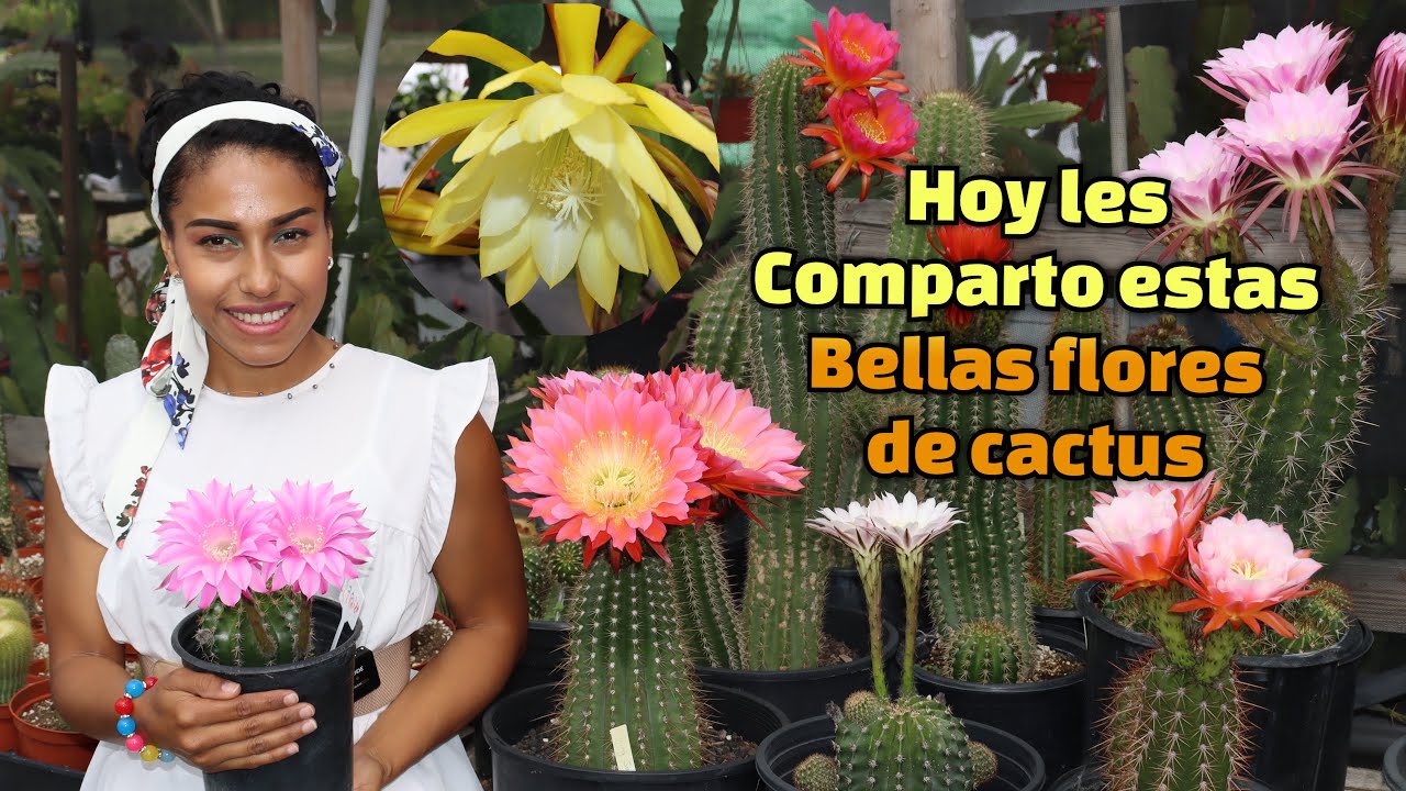 Tour por los  EQUINOXIS  FLOWERS CACTUS  EN EL JARDIN DE ANDREA