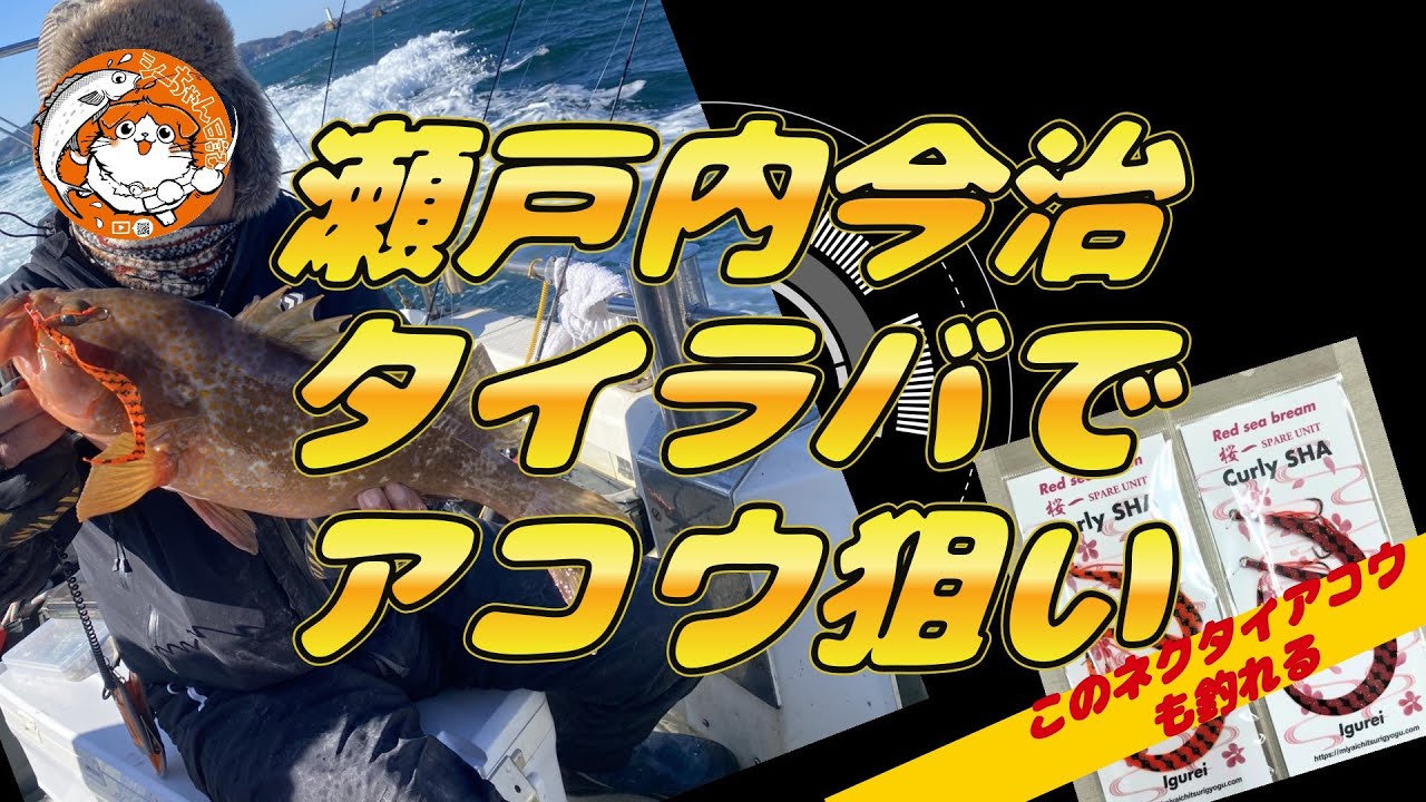 鯛ラバでビックアコウ確保　今治＃アコラバ＃タイラバ