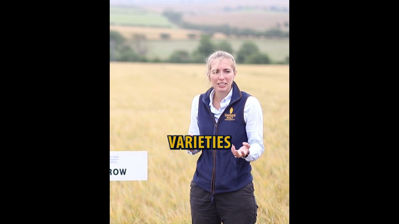 Identifying the next big barley varieties 🌾 